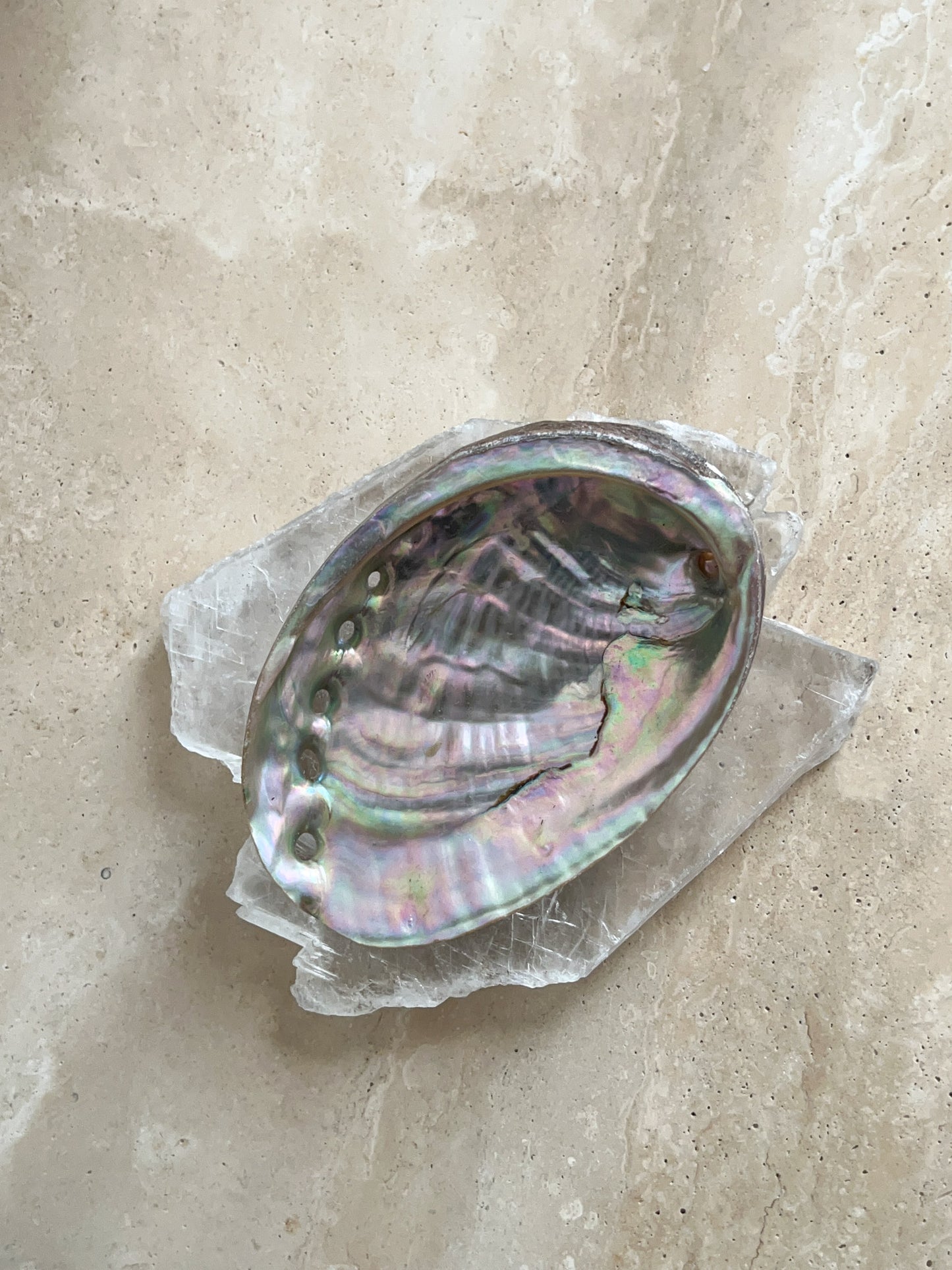 Abalone Shell